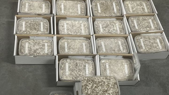 Droga incautada en el aeropuerto de Barajas