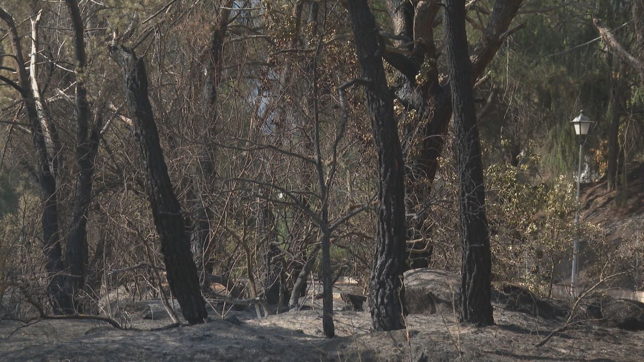 La Consejería de Medio Ambiente revisa los árboles afectados tras el incendio de la Sierra Oeste de julio