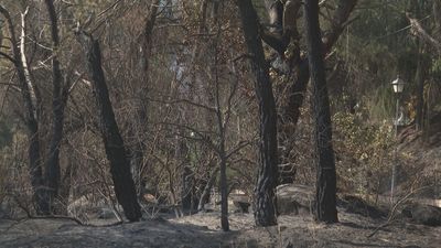 La Consejería de Medio Ambiente revisa los árboles afectados tras el incendio de la Sierra Oeste de julio