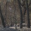 La Consejería de Medio Ambiente revisa los árboles afectados tras el incendio de la Sierra Oeste de julio