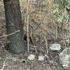 Rescatan en un parque de Leganés a un zorro herido y desorientado