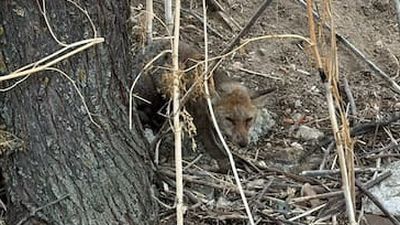 Rescatan en un parque de Leganés a un zorro herido y desorientado