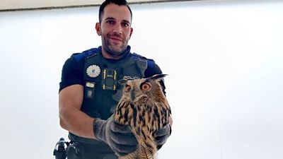 Policías locales recuperan un búho real herido, en San Fernando de Henares