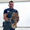 Policías locales recuperan un búho real herido, en San Fernando de Henares