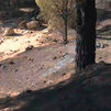 Cenizas sobre el río Alberche por los incendios de Ávila