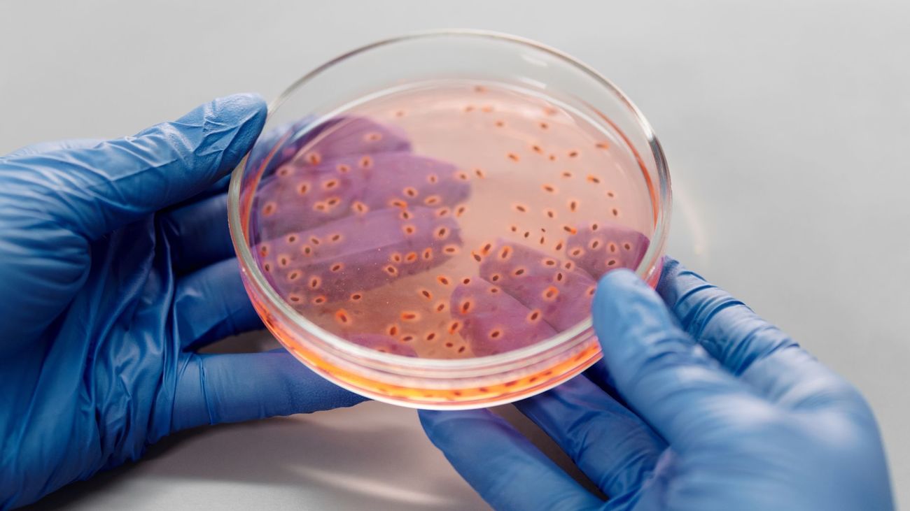 Imagen de archivo de manos con guantes sosteniendo una placa de petri con cultivo bacteriano en un entorno de laboratorio
