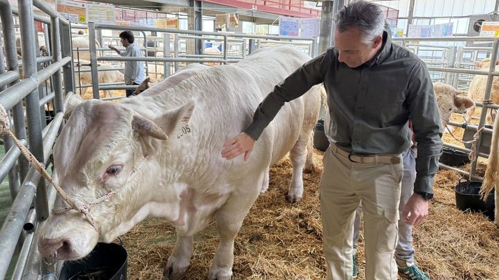 Colmenar Viejo acoge la 88 Subasta Nacional de Ganado Selecto con 216 ejemplares puros