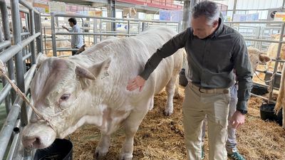 Colmenar Viejo acoge la 88 Subasta Nacional de Ganado Selecto con 216 ejemplares puros