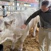 Colmenar Viejo acoge la 88 Subasta Nacional de Ganado Selecto con 216 ejemplares puros
