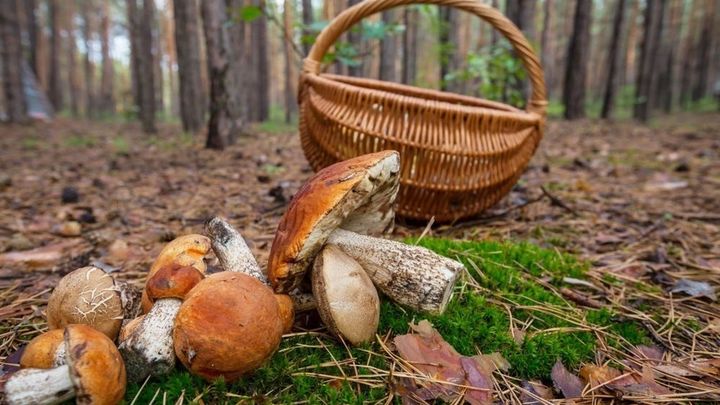 Manzanares y Soto crean un coto micológico en La Pedriza