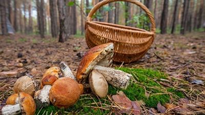 Manzanares y Soto crean un coto micológico en La Pedriza