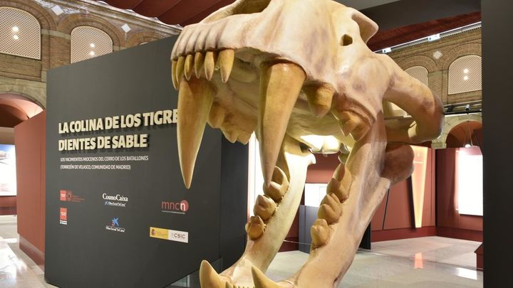 Los 'dientes de sable' conquistan Alcalá de Henares en una exposición paleontológica única