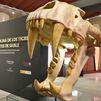 Los 'dientes de sable' conquistan Alcalá de Henares en una exposición paleontológica única