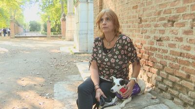Detectan una crisis de epilepsia antes de que ocurra: así actúan los perros de alerta médica