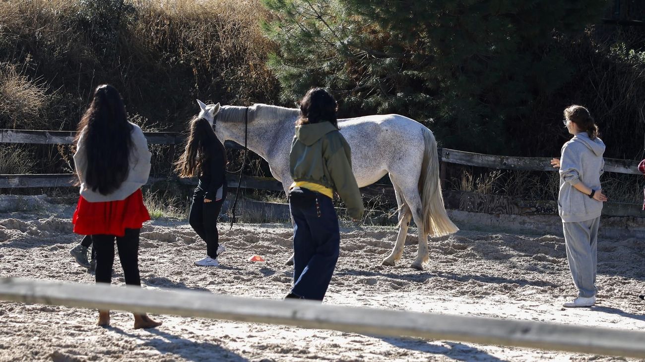 'Recuperar las riendas', caballos para ayudar a mujeres víctimas de violencia de género en Madrid