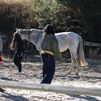 'Recuperar las riendas', caballos para ayudar a mujeres víctimas de violencia de género en Madrid