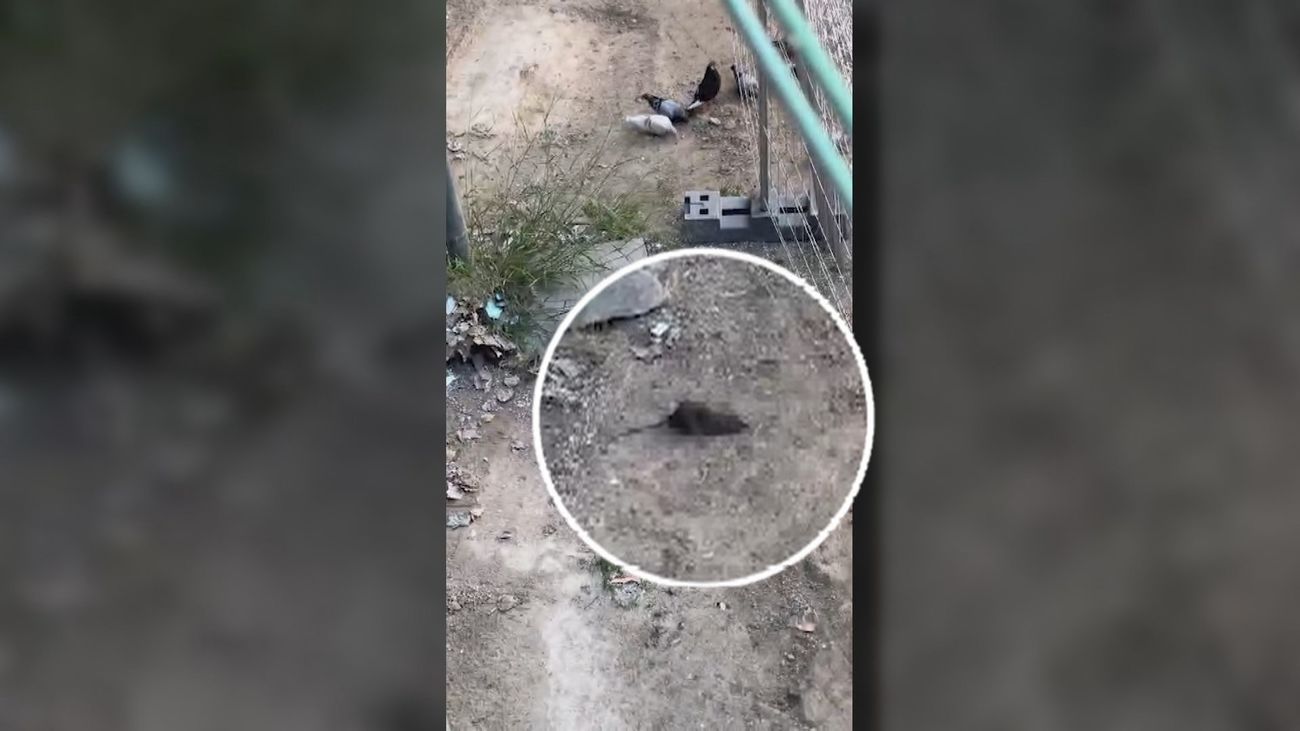 La 'ratita presumida' invade Ciudad Lineal: roedores hasta en el parque infantil