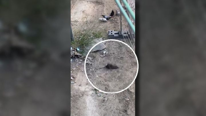 La 'ratita presumida' invade Ciudad Lineal: roedores hasta en el parque infantil