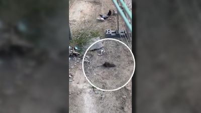 La 'ratita presumida' invade Ciudad Lineal: roedores hasta en el parque infantil