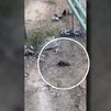 La 'ratita presumida' invade Ciudad Lineal: roedores hasta en el parque infantil