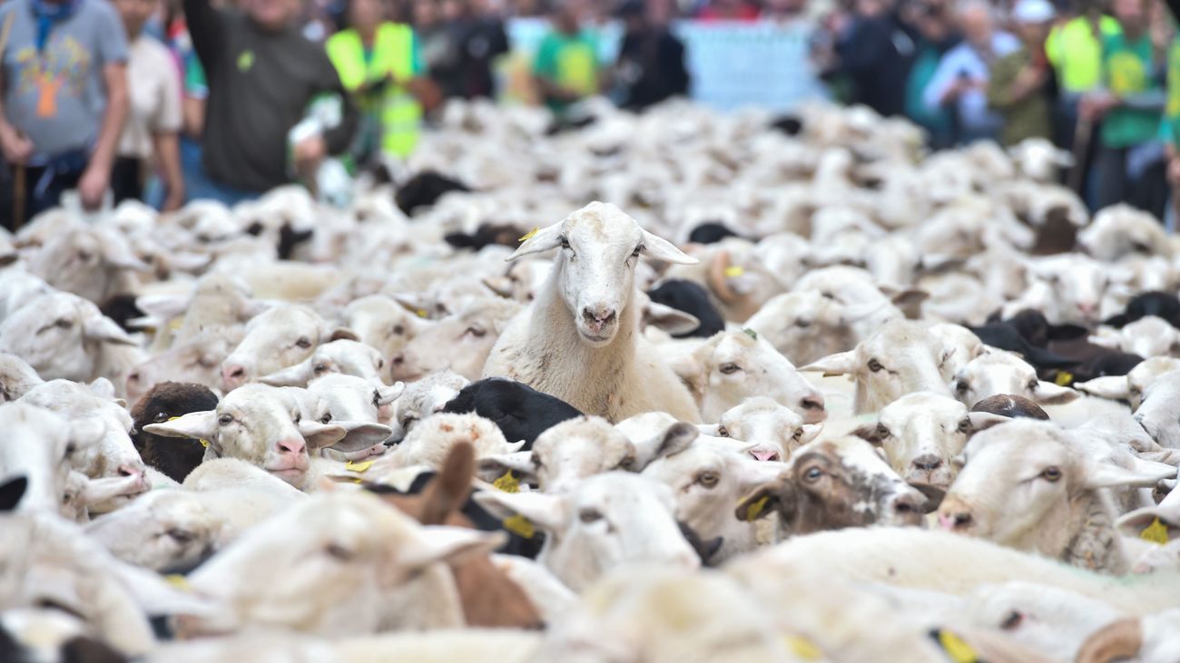 "¿Las ovejas comen huevos?", la trashumancia llega a Madrid y evidencia la desconexión de la ciudad con la naturaleza