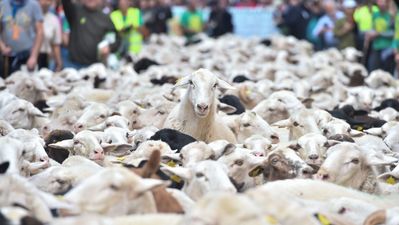 "¿Las ovejas comen huevos?", la trashumancia llega a Madrid y evidencia la desconexión de la ciudad con la naturaleza