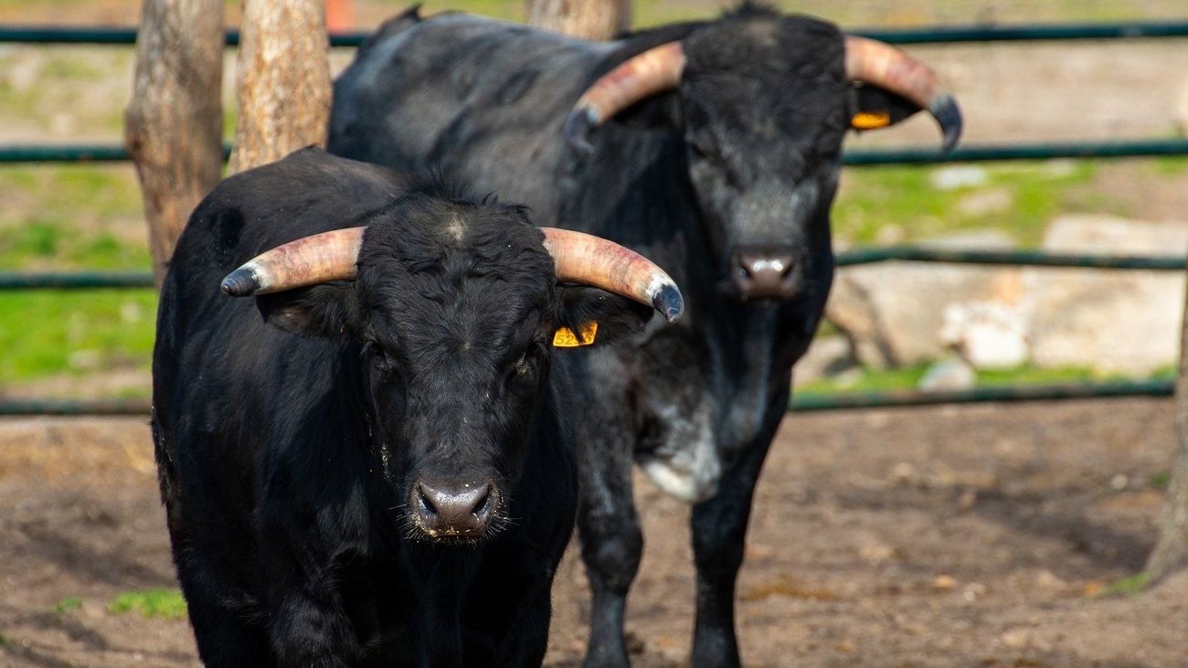 Madrid suma casi 2.000 toros de lidia desde 2019 y ya cuenta con 135 ganaderías