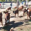 Rebaño de cabras procedentes de Ávila llegando a la Casa de Campo