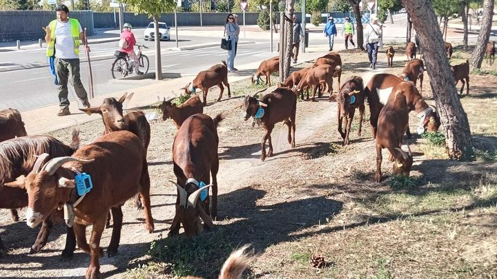 Rebaño de cabras procedentes de Ávila llegando a la Casa de Campo