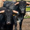 Madrid suma casi 2.000 toros de lidia desde 2019 y ya cuenta con 135 ganaderías