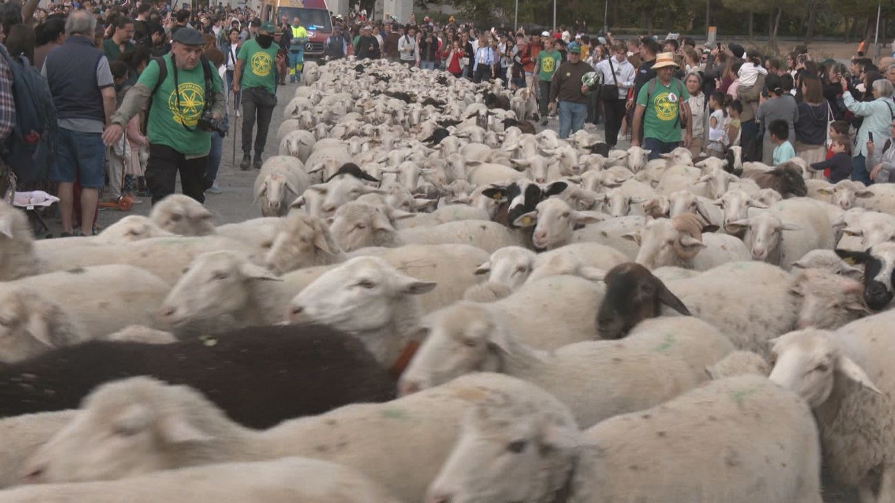 La acampada de Sol deja a los madrileños sin el tradicional recorrido de la fiesta de la Trashumancia