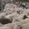La acampada de Sol deja a los madrileños sin el tradicional recorrido de la fiesta de la Trashumancia