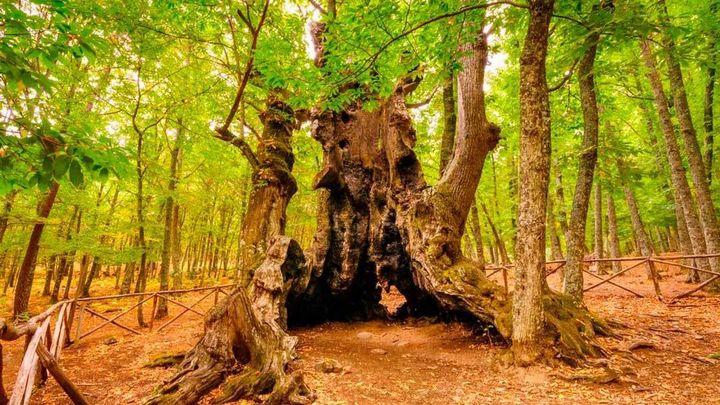 El Castañar de El Tiemblo / https://castanar.eltiemblo.es/