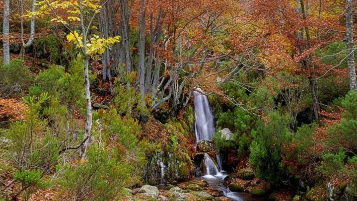 Hayedo de Tejera Negra / Turismo  de Castilla La Mancha