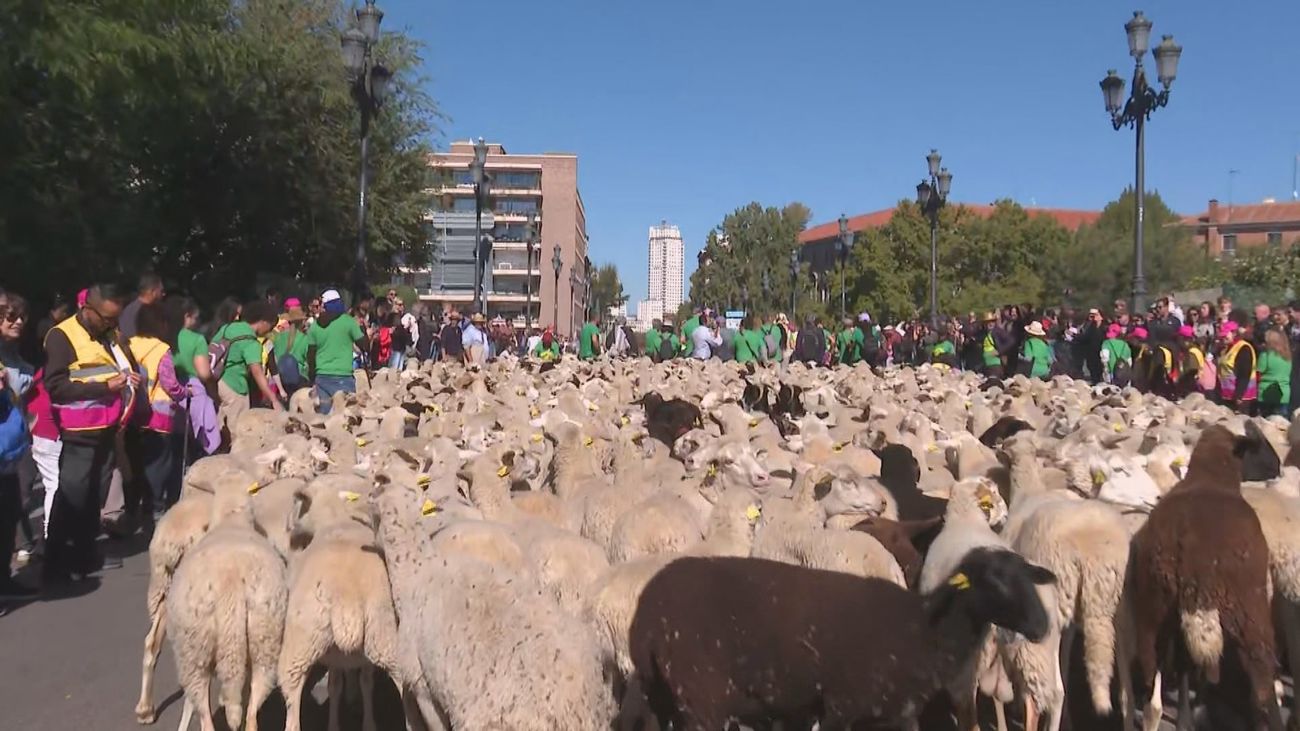 Pastores y  sus rebaños de ovejas y cabras atraviesan las calles de Madrid  en la Fiesta de la Trashumancia