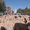 Pastores y  sus rebaños de ovejas y cabras atraviesan las calles de Madrid  en la Fiesta de la Trashumancia